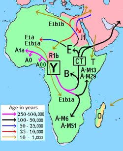 Haplogrupos ADN-Y África.PNG