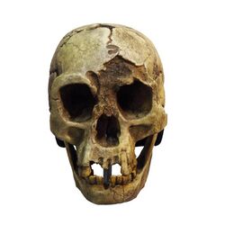 Skull with associated mandible.