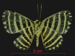 Hyphilaria parthenis ventral.jpg