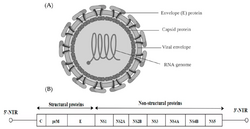 Flavivirus structure and genome