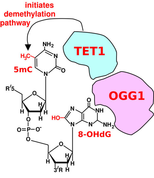 File:Initiation of DNA demethylation at a CpG site.svg