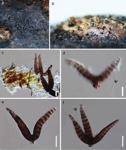 Iodosphaeria jinghongensis (10.3897-mycokeys.86.75801) Figure 3.jpg