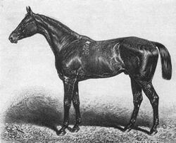 Kisber stud racehorse of Baltazzi.jpg