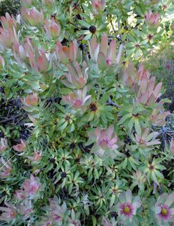 Leucadendron tinctum kz1.jpg