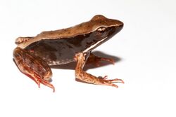 Lithobates warszewitschii.jpg