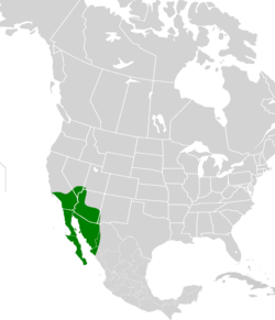 Macrotus californicus map.svg