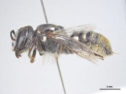 Megachile nigrovittata f.jpg