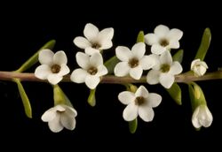 Micromyrtus triptycha - Flickr - Kevin Thiele.jpg