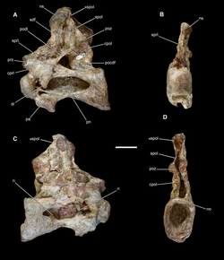 Middle cervical vertebra of Vouivria.png