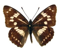 Mimathyma nycteis.jpg