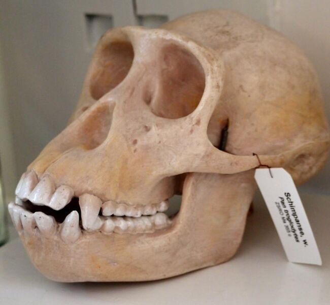 File:Modell eines Schädels des Pan troglodytes (Schimpanse, weiblich).jpg