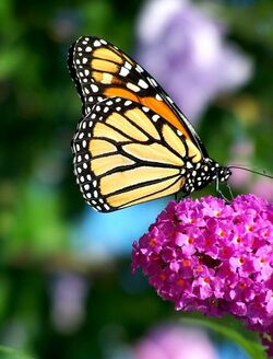 Monarch Butterfly Flower.jpg