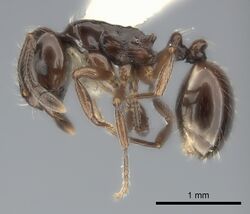 Monomorium bidentatum.jpg