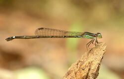 Mortonagrion varralli by Sunny Joseph 412.jpg