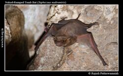 Naked-Rumped Tomb Bat (Taphozous nudiventris).jpg