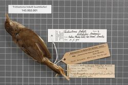 Naturalis Biodiversity Center - RMNH.AVES.146956 1 - Trichastoma tickelli buettikoferi Vorderman, 1892 - Timaliidae - bird skin specimen.jpeg