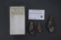 Naturalis Biodiversity Center - RMNH.MOL.170588 - Thiara balonneneis (Conrad, 1850) - - Mollusc shell.jpeg