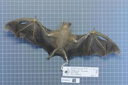 The image is of a dead, preserved bat, with its wings outstretched.