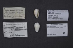 Naturalis Biodiversity Center - ZMA.MOLL.361651 - Prunum carneum (Storer, 1837) - Marginellidae - Mollusc shell.jpeg
