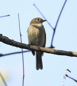 Neopelma pallescens - Pale-bellied tyrant-manakin.JPG