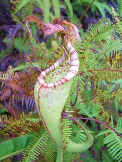 Nepenthes maxima Sulawesi1.jpg