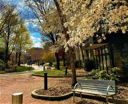 Northeastern University campus in spring.jpg