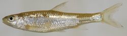 Notropis hudsonius (S0147) (12596881293).jpg