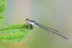 Paracercion calamorum (Dusky Lilysquatter) female.jpg