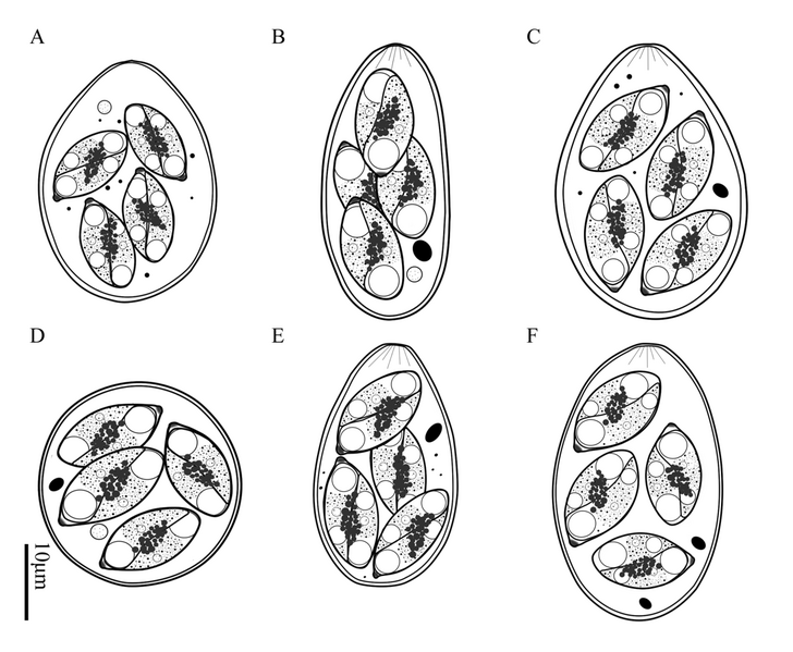 File:Parasite210097 - Fig2 - Eimeria spp. ex Moschus berezovskii.png