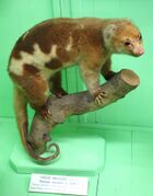 Brown and white cuscus