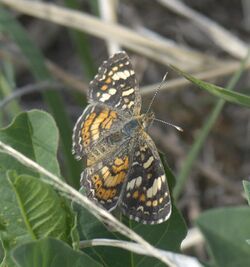 Phyciodes picta P1040994a.jpg