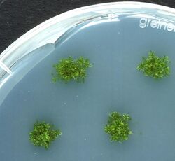 Physcomitrella growing on agar plates.jpg