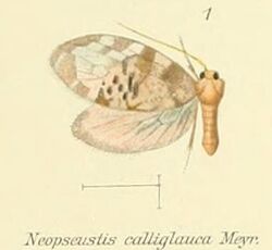 Pl.1-01-Neopseustis calliglauca Meyrick, 1909.JPG