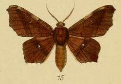 Pl.3-15-Focilla docta=Hyalornis docta (Schaus & Clements, 1893).JPG