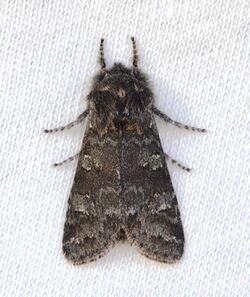 Psaphida rolandi - Roland's Sallow Moth (13195037543).jpg