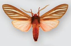 Pseudohemihyalea sonorosa (male).JPG