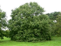 Quercus libani port.jpg
