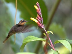 Ramphodon naevius with flower.jpg