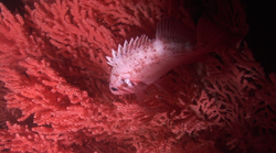 Rockfish red tree coral.png