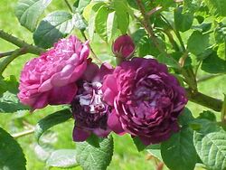 Rosa gallica1.jpg