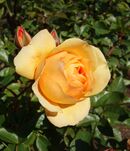 Rose 'Julia Child' - Humboldt Botanical Garden - Eureka, California - DSC02556.JPG