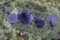 Sarcodon fuscoindicus- the Violet Hedgehog - Flickr - Dick Culbert.jpg