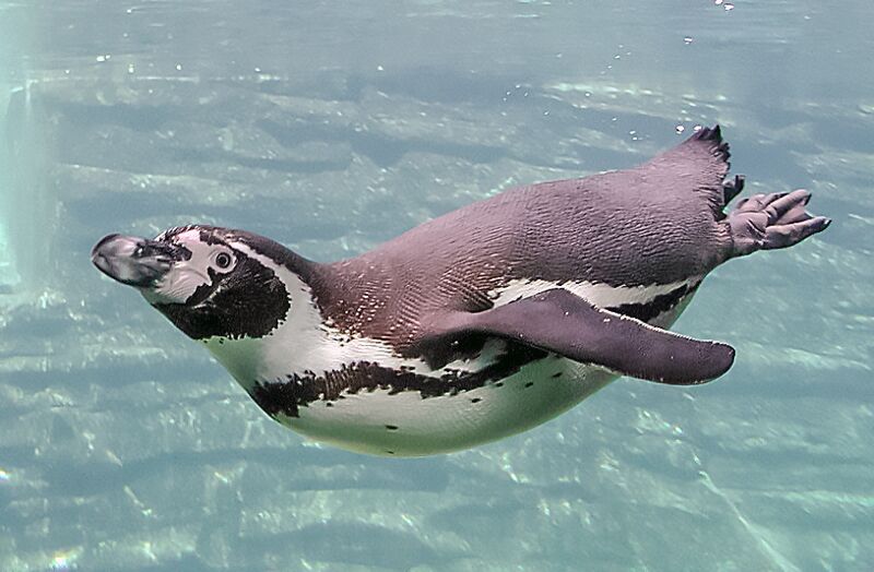 File:Schwimmender-Pinguin.jpg