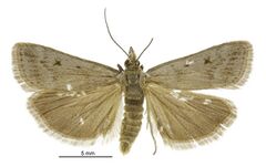 Scoparia s.l. cinefacta male.jpg