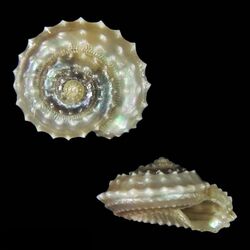 Seashell Calliotropis vilvensi.jpg