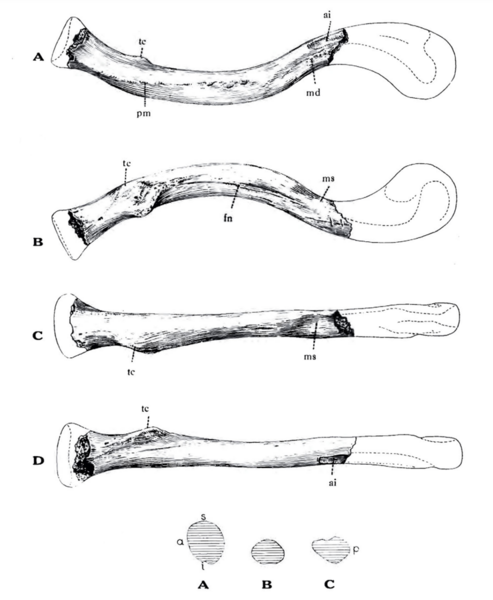 File:Sinanthropus clavicle.png
