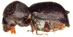 Sinoxylon unidentatum (lateral view).jpg