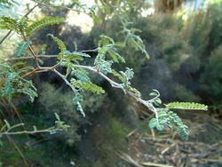 Sophora-microphylla-foliage.jpg