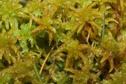 Sphagnum subsecundum (a, 141243-472436) 5995.JPG