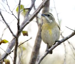 Spindalis zena pretrei, Ciego de Avila Province, Cuba 2.jpg